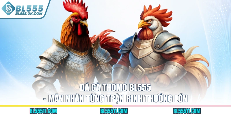 Đá Gà Thomo BL555 - Mãn Nhãn Từng Trận Rinh Thưởng Lớn